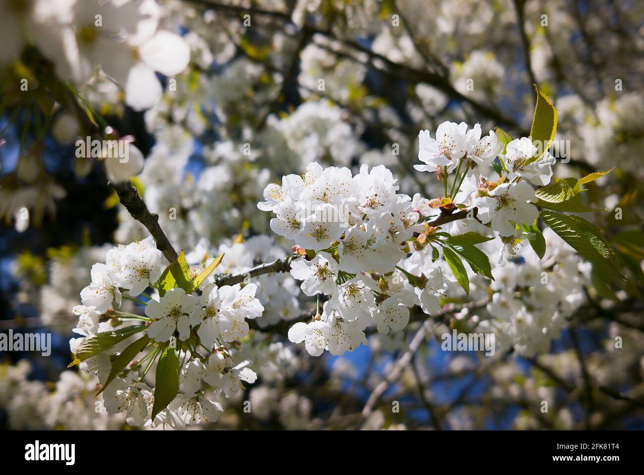 Prolífica flor blanca de Prunus avium floreciendo en un Inglés jardín en primavera, Reino Unido Foto de stock