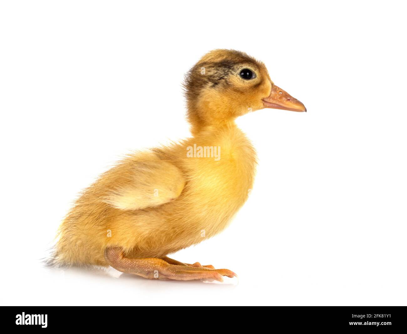 Patito joven delante de un fondo blanco Foto de stock