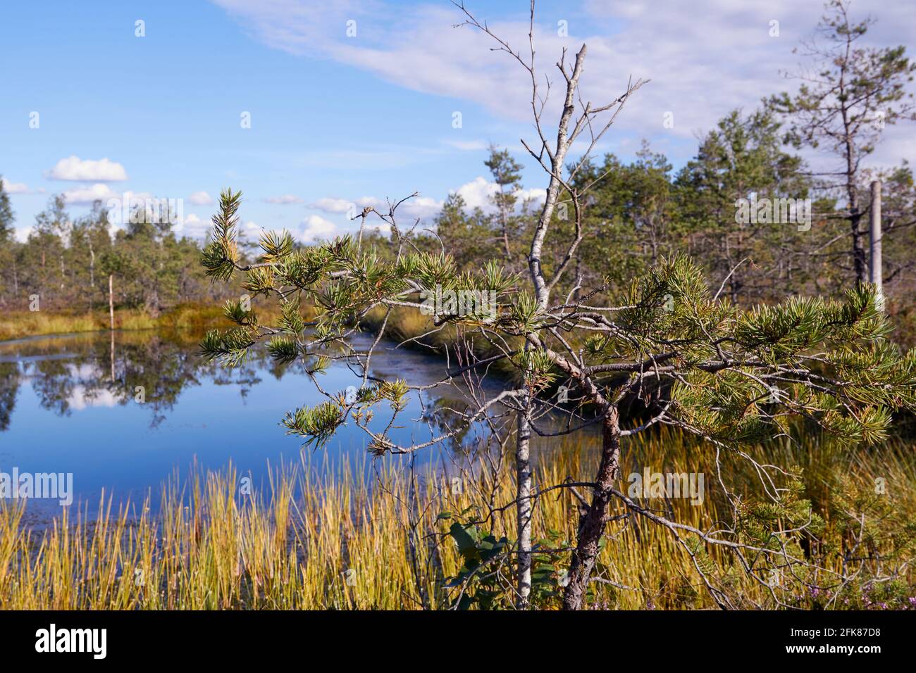 Paisaje de pantanos en Cenas, Letonia Foto de stock