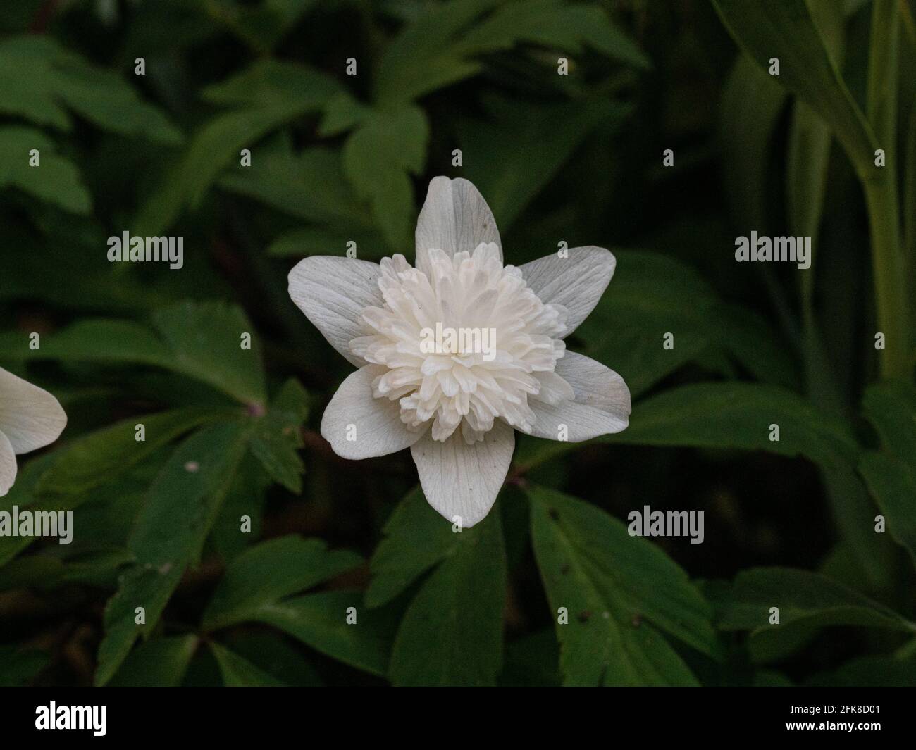 Un primer plano de una sola flor blanca doble de La anémona de madera Anemone nemorosa Vestal Foto de stock