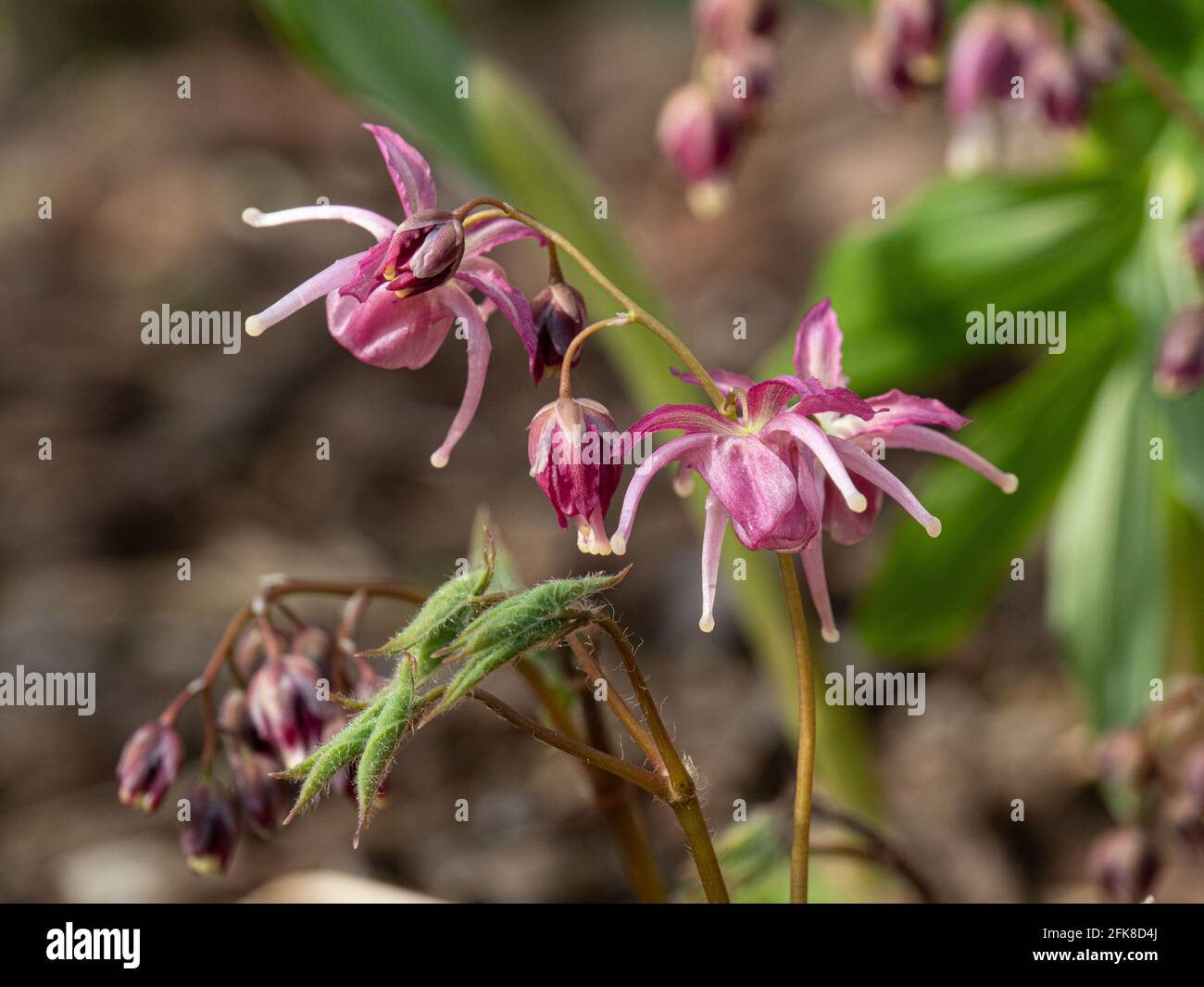 Un primer plano de las distintivas flores malva de Araña Buckland Epimedium Foto de stock