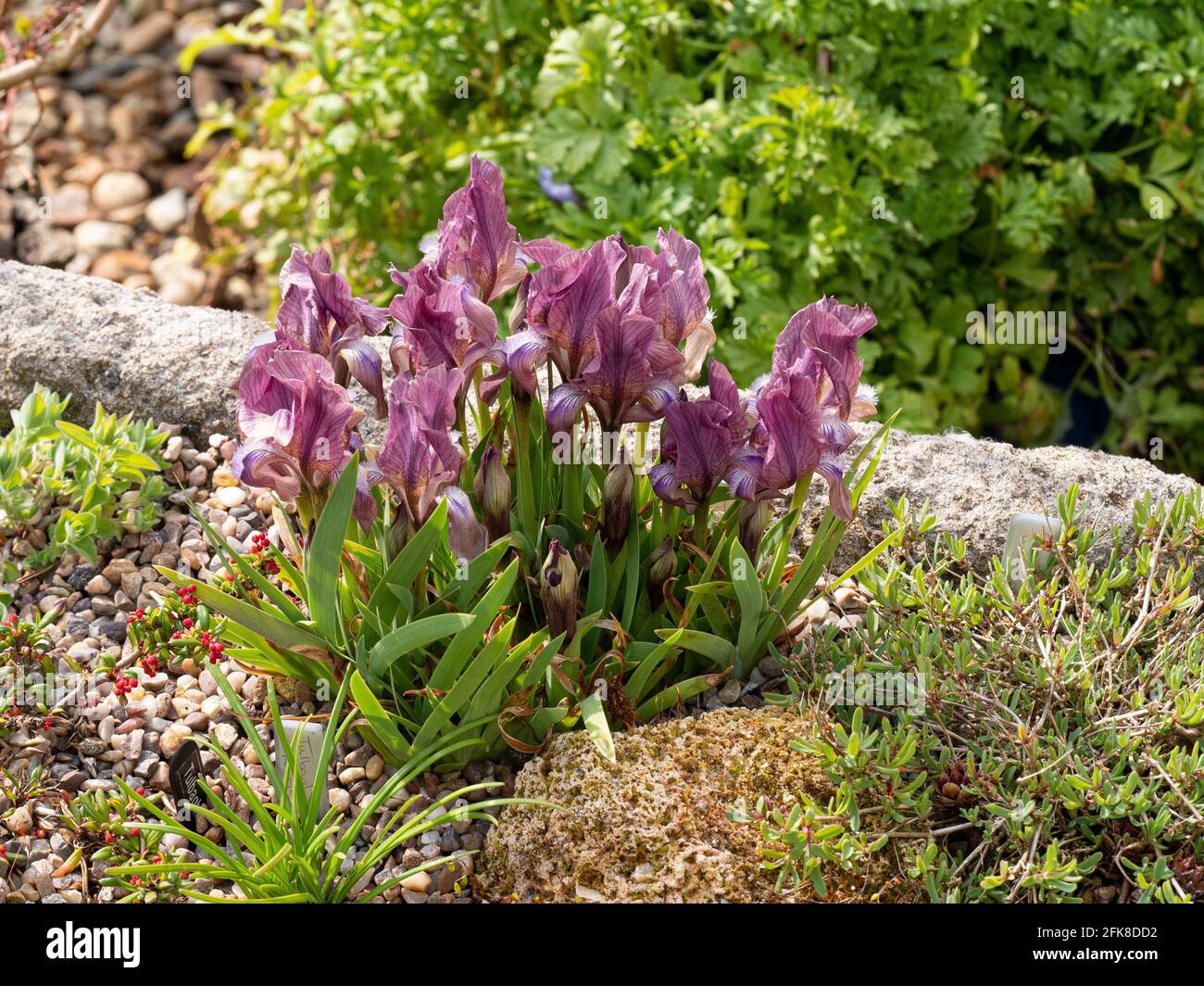 El enano púrpura flores Iris suaveolens floración en el borde del jardín fregadero. Foto de stock