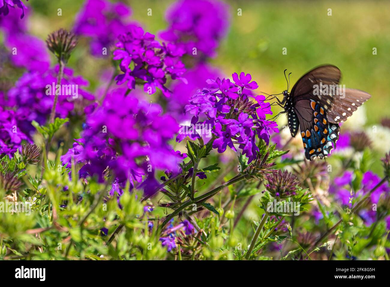 Flores moradas fotografías e imágenes de alta resolución - Alamy