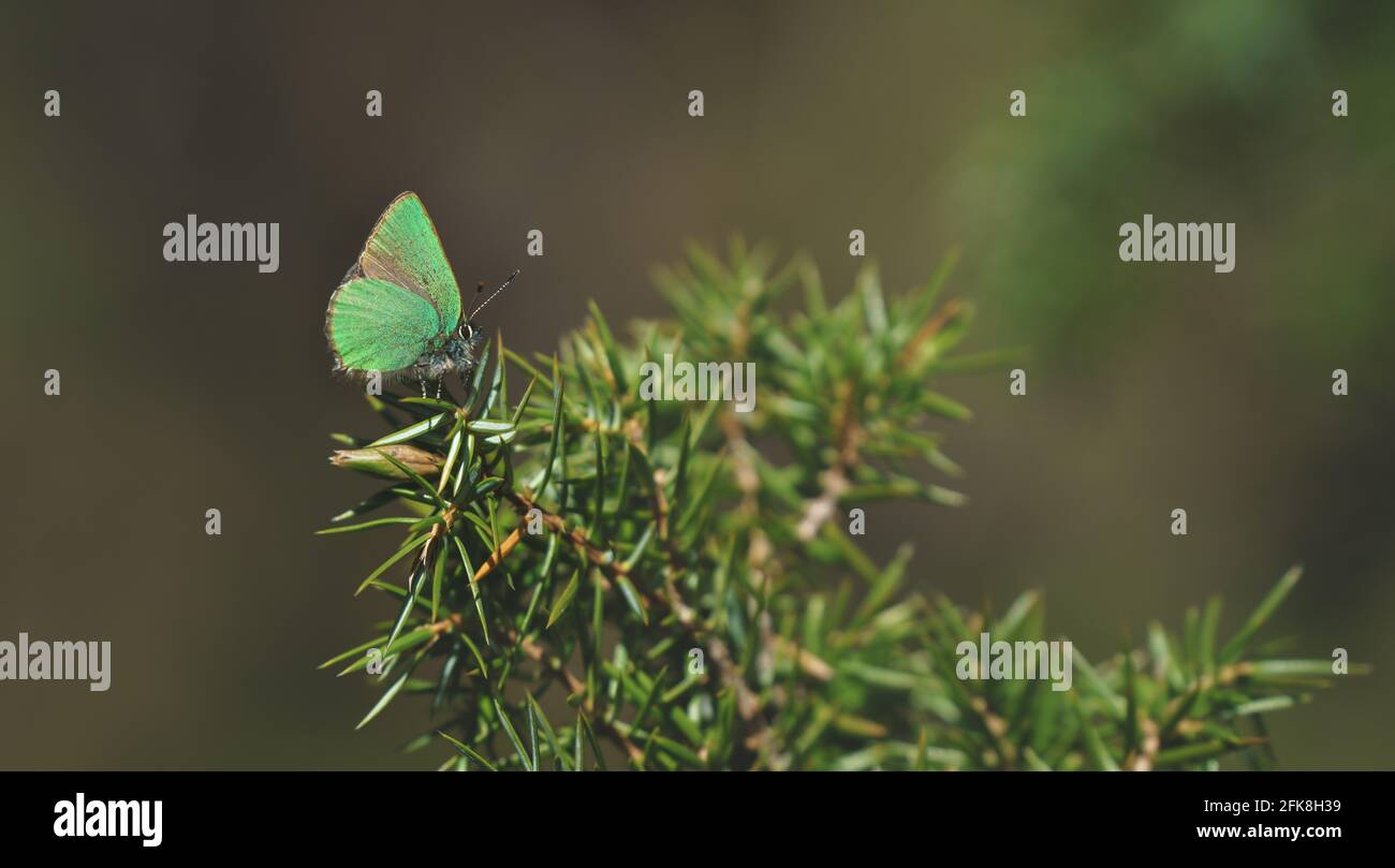 Tranquila escena primaveral con cerca de la mariposa verde hairstreak en un bosque de hojas perennes en un arbusto de enebro, Tirol, Austria Foto de stock