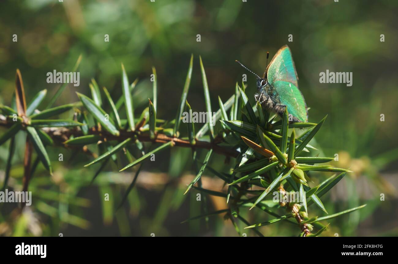 Tranquila escena primaveral con cerca de la mariposa verde hairstreak en un bosque de hojas perennes en un arbusto de enebro, Tirol, Austria Foto de stock