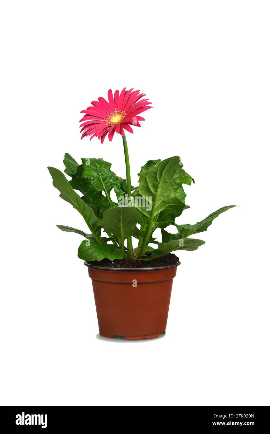 Pink gerbera in flowerpot Imágenes recortadas de stock - Alamy