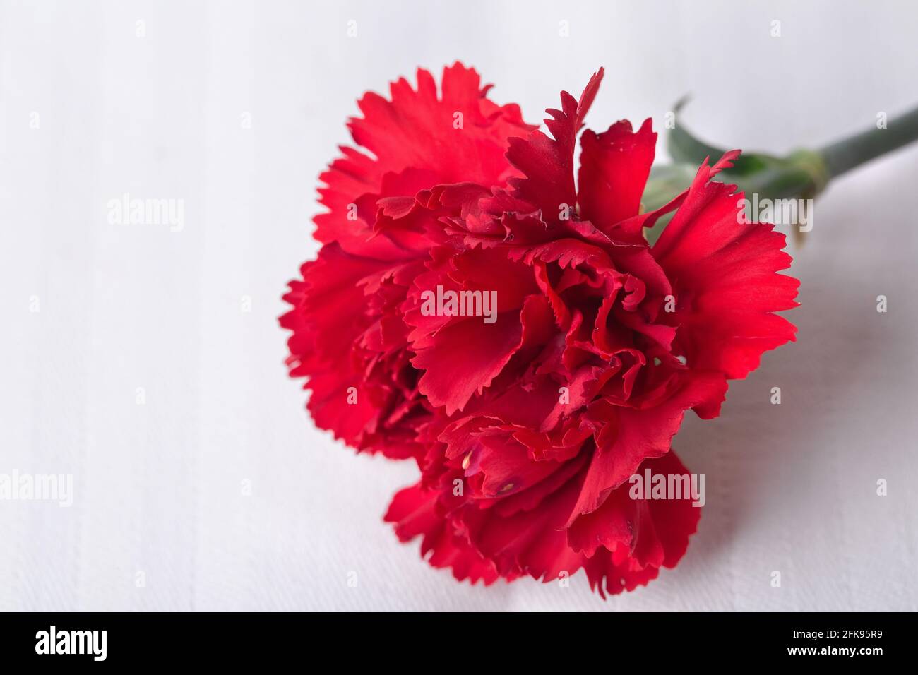 Hermosa flor de clavel roja. Situado sobre un fondo de manteles de lona  blanca Fotografía de stock - Alamy