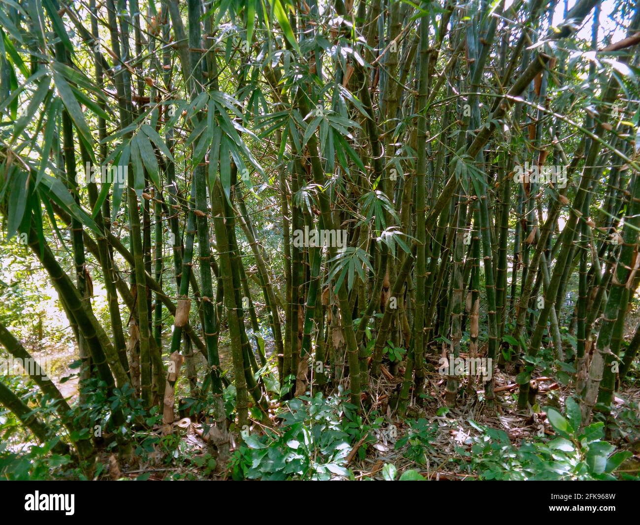 Arbustos de bambú de Bangladesh. Foto de stock