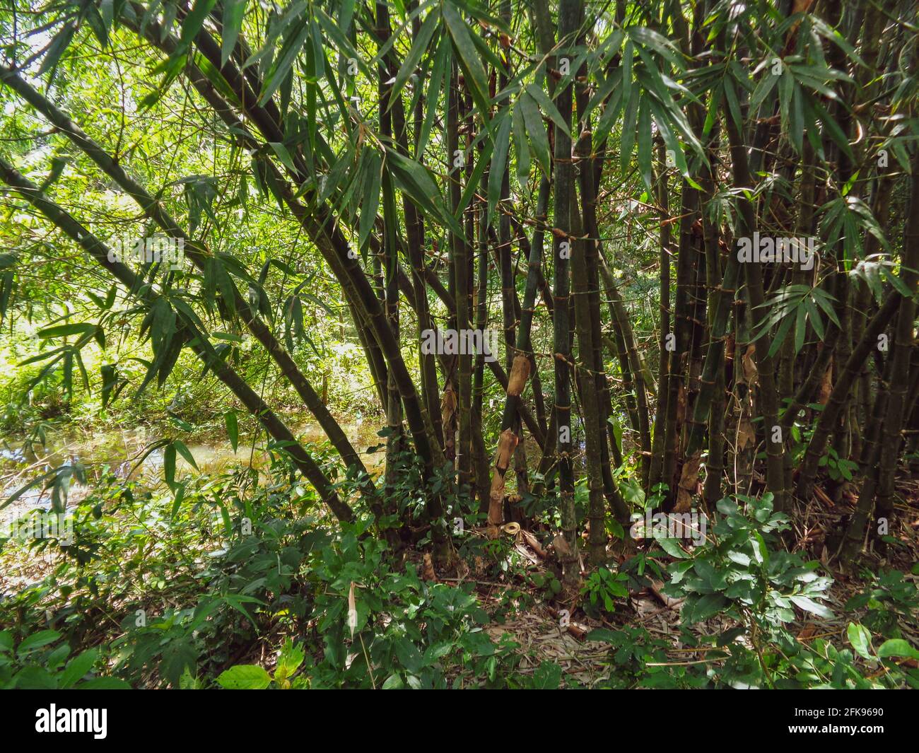 Arbustos de bambú de Bangladesh. Foto de stock