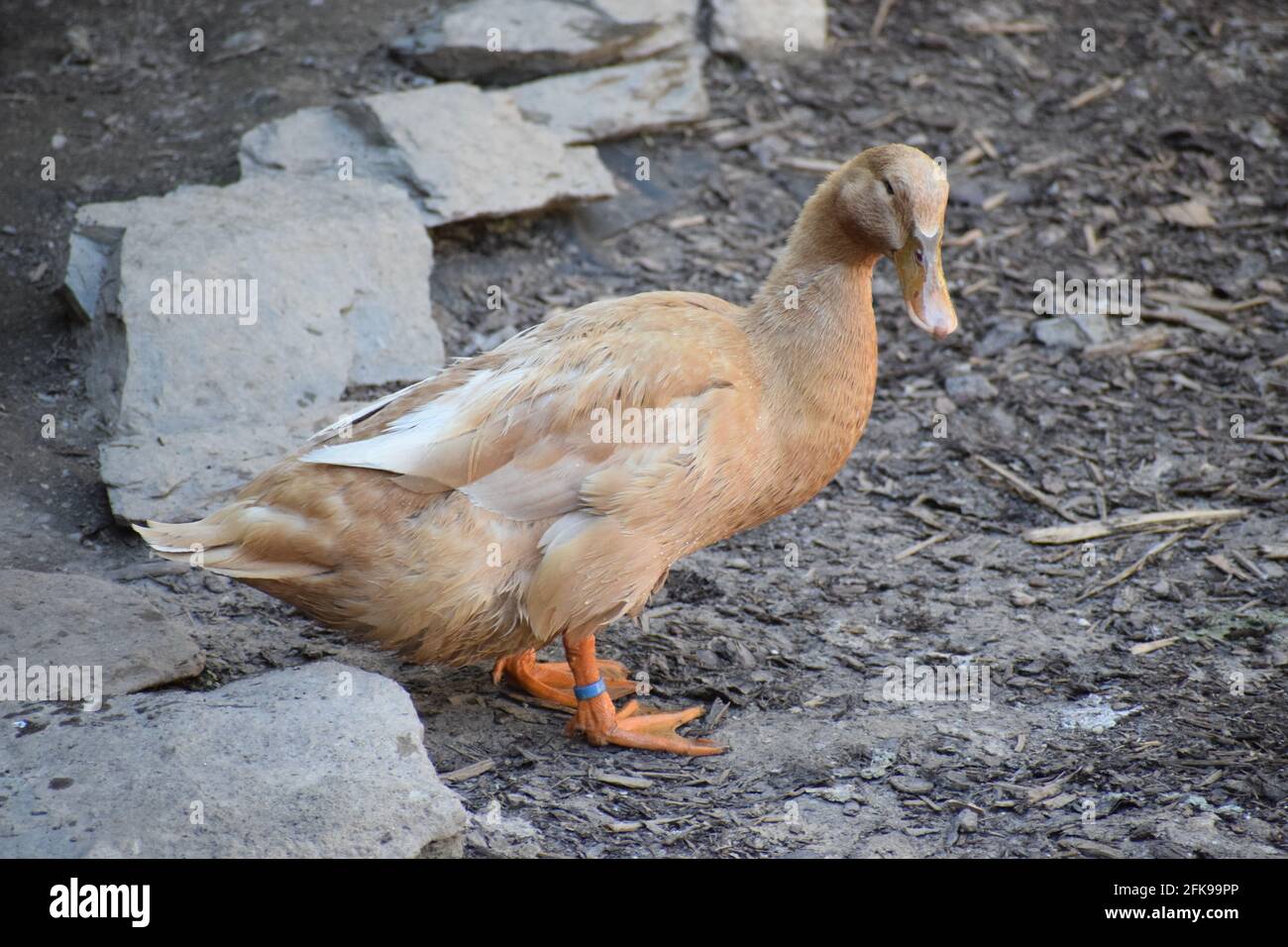 Gallina de pato Orpington Fotografía de stock - Alamy