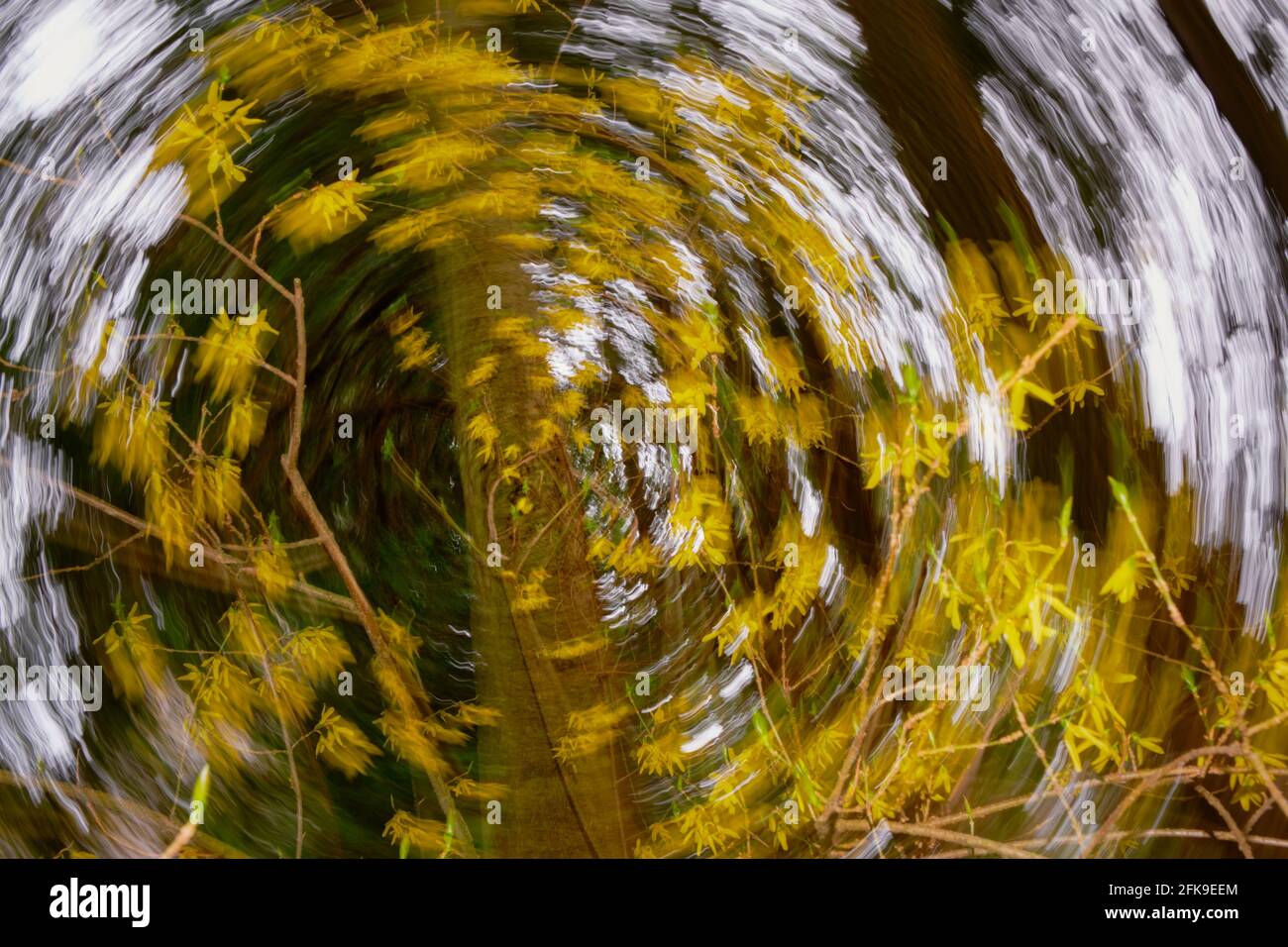 ICM circular (movimiento intencional de la cámara) crea una espiral de flores forsythia amarillas con un casi estacionario árbol al final del vórtice Foto de stock