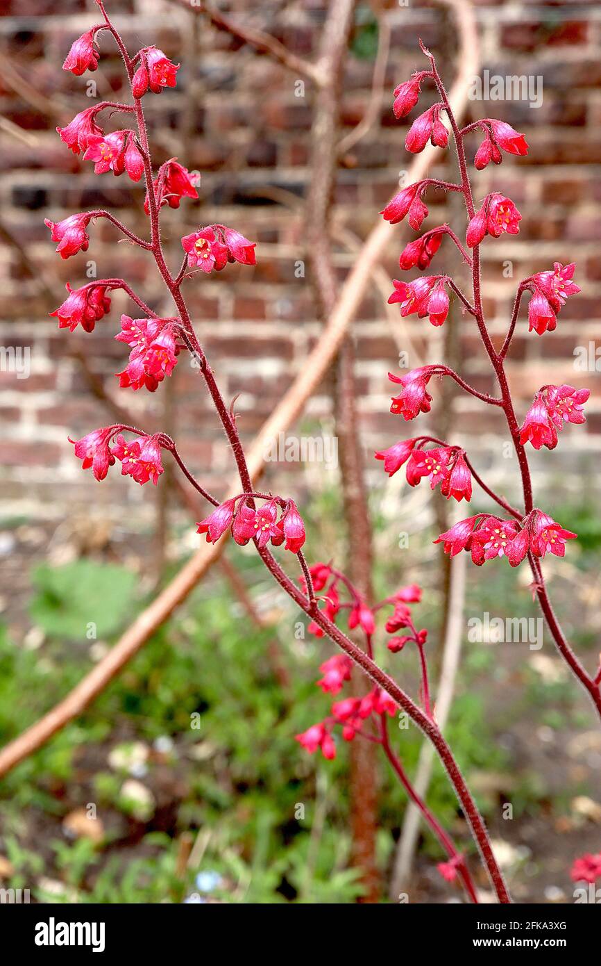 Heuchera 'París' raíz de alumbre / campanas de coral París – flores tubulares pequeñas sobre tallos rojos vellosos, abril, Inglaterra, Reino Unido Foto de stock