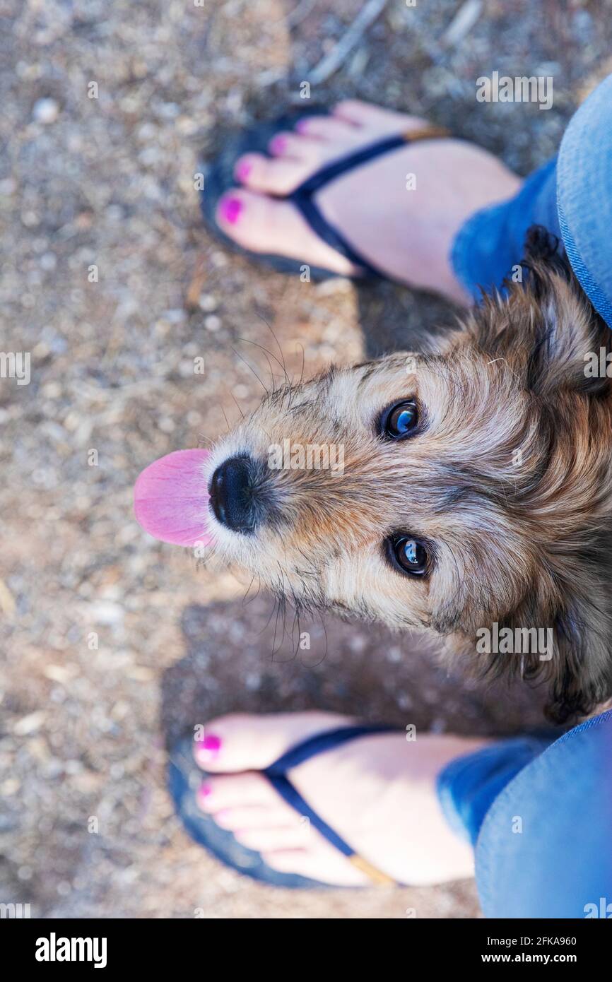Lindo cachorro de fideos de raza mixta de pie entre las piernas del propietario. Foto de stock