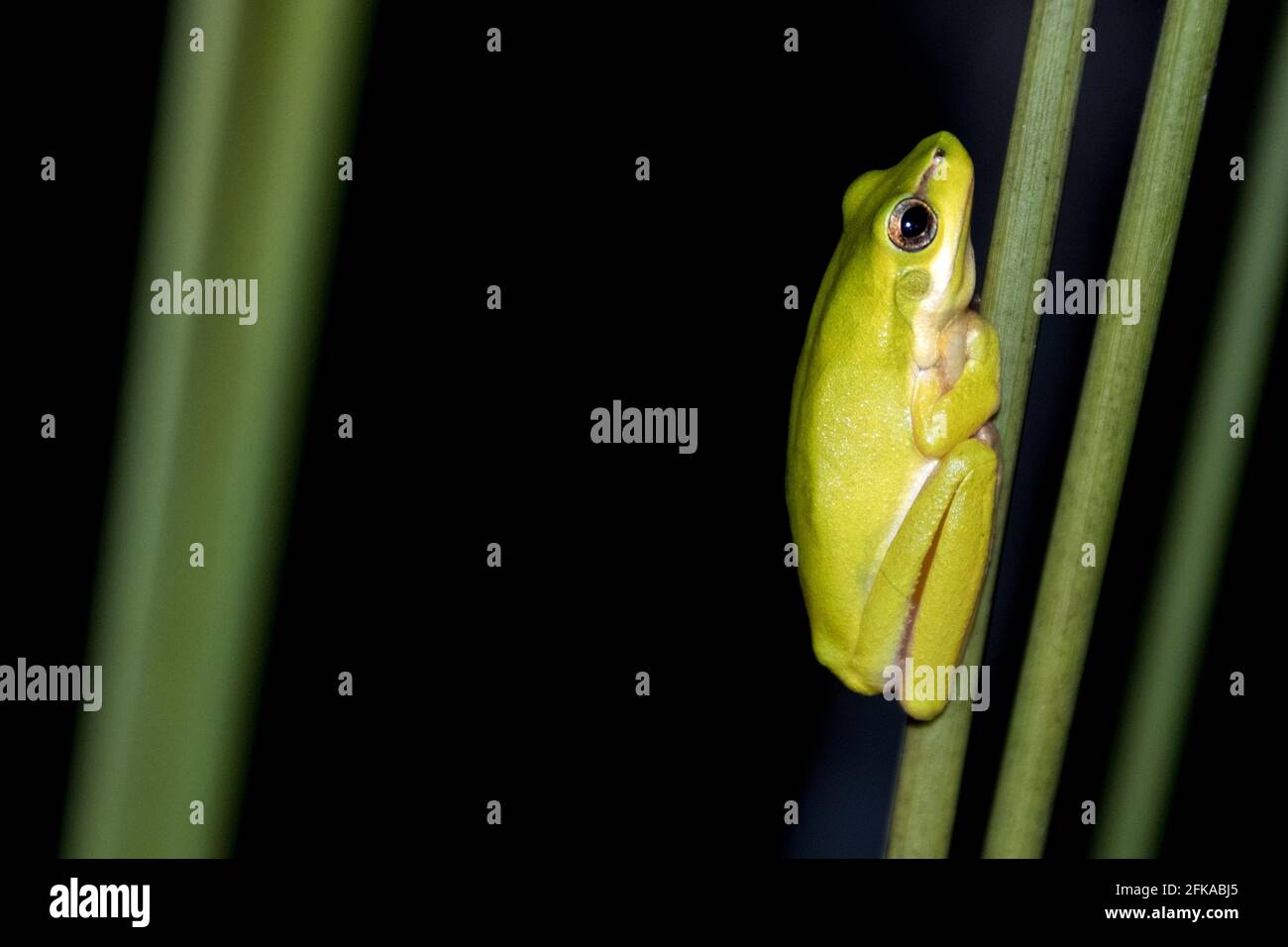 Pequeña, linda rana verde del árbol se sienta en una caña en las tierras mojadas en la noche mirando relajado Foto de stock