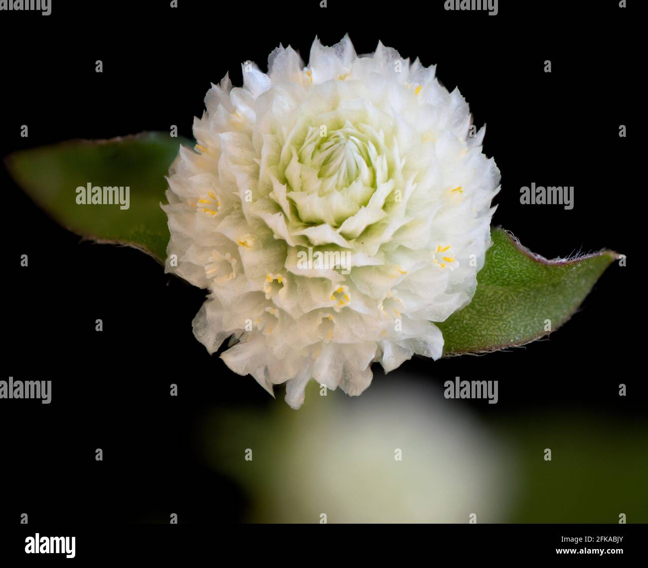Primer plano de una sola flor blanca de Globe Amaranth en un fondo negro mediante la técnica de apilado de enfoque Foto de stock