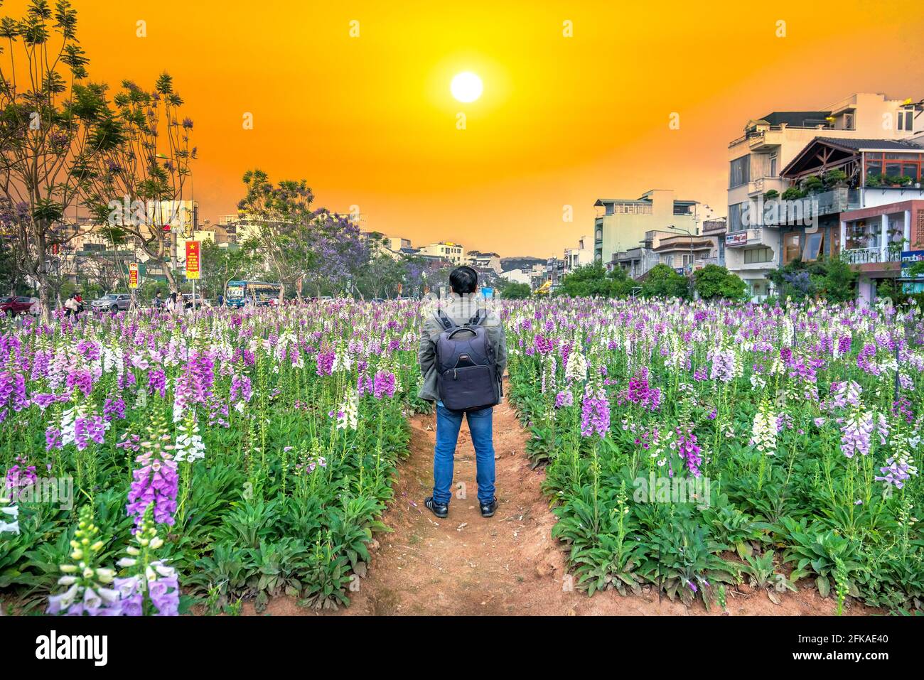 El hombre viajero está de pie mirando la puesta de sol en el jardín de flores de foxglove en la ciudad de las tierras altas de Da Lat, Vietnam Foto de stock
