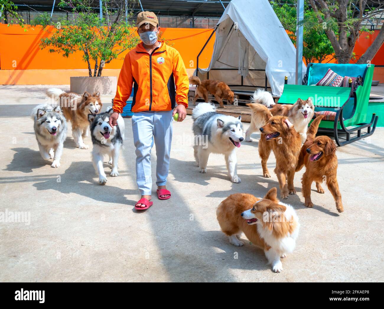 El entrenador de animales está haciendo un truco animado para atraer los  cachorros a seguirlo para domarlos ser amigos de los seres humanos en una  granja de cachorros cerca D Fotografía de