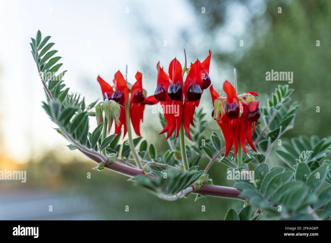 Flores de guisantes del desierto de Sturt Foto de stock