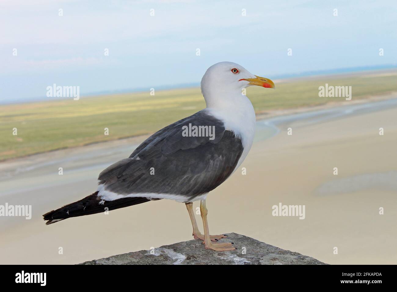 Le Goeland Fotos E Imagenes De Stock Alamy