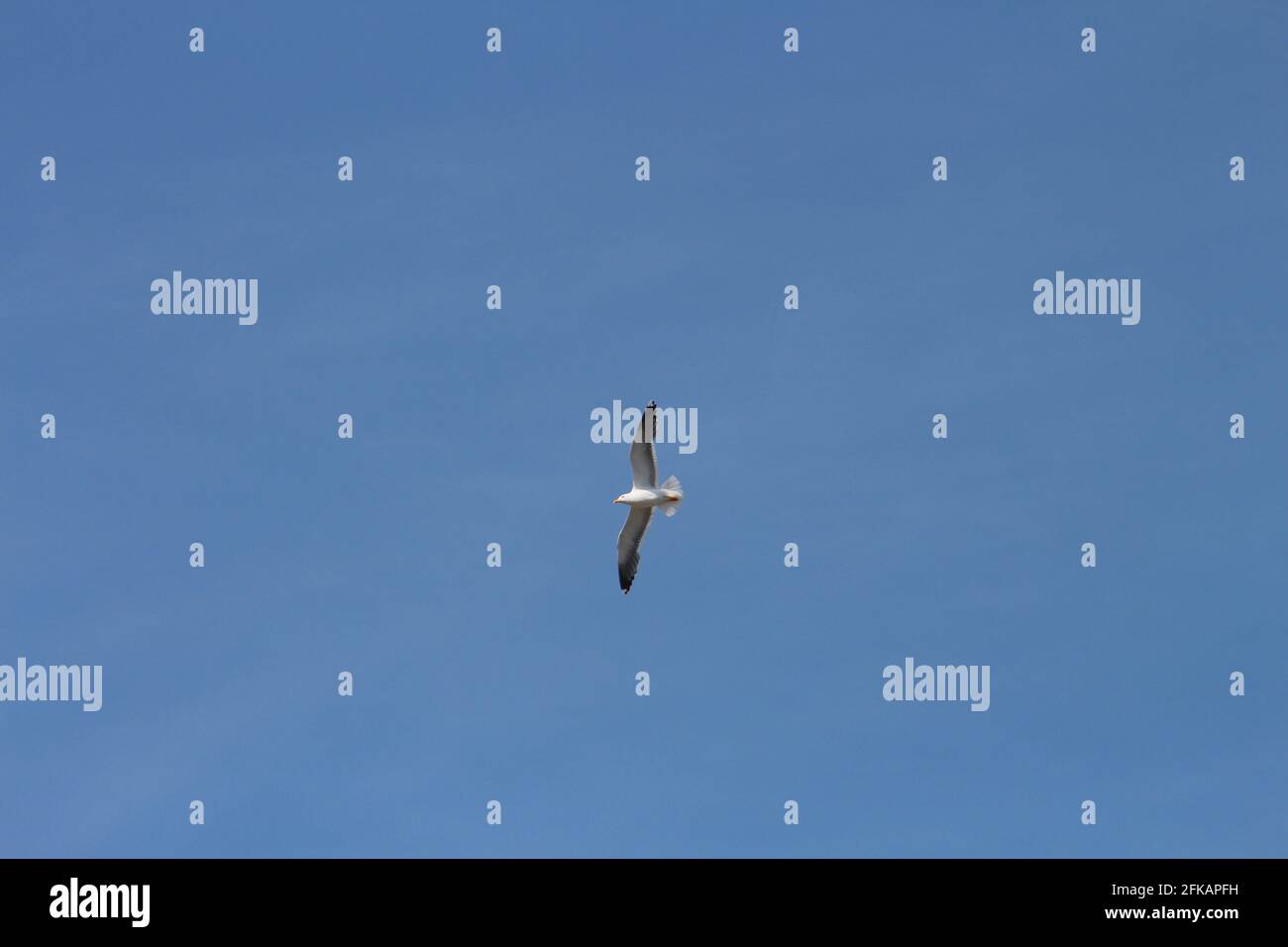 Le Goeland Fotos E Imagenes De Stock Alamy