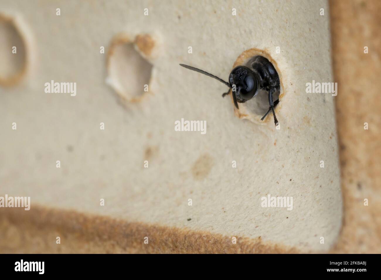 Dauber de barro de pipa de órgano, avispa de digger (Trypoxylon cf. Figura), en un tubo de anidación de un hotel de abeja, Alemania Foto de stock