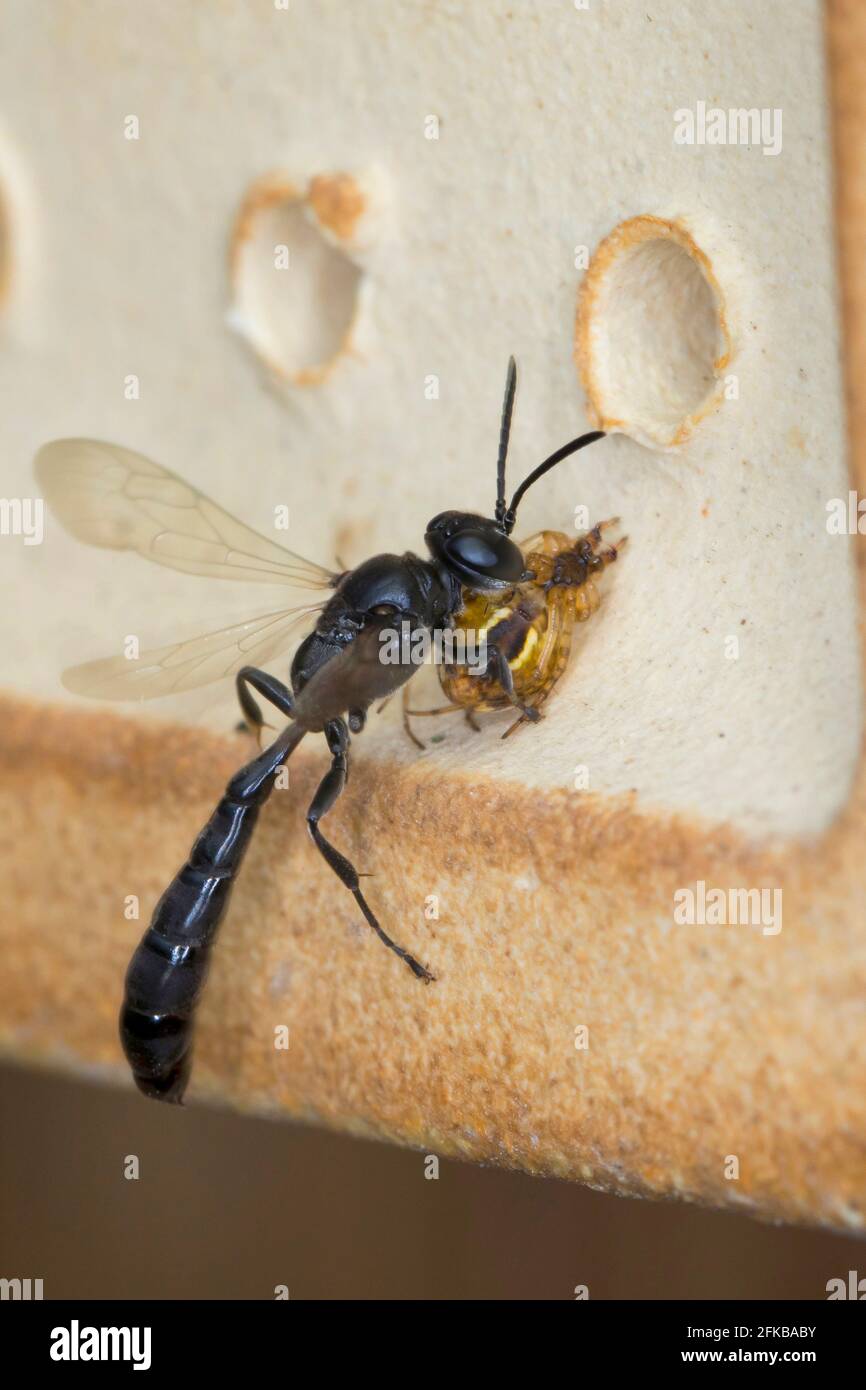 El dauber de barro de la cañería del órgano, la avispa del digger (Trypoxylon cf. Figura), lleva una araña cogida al nido en un hotel del insecto, Alemania Foto de stock