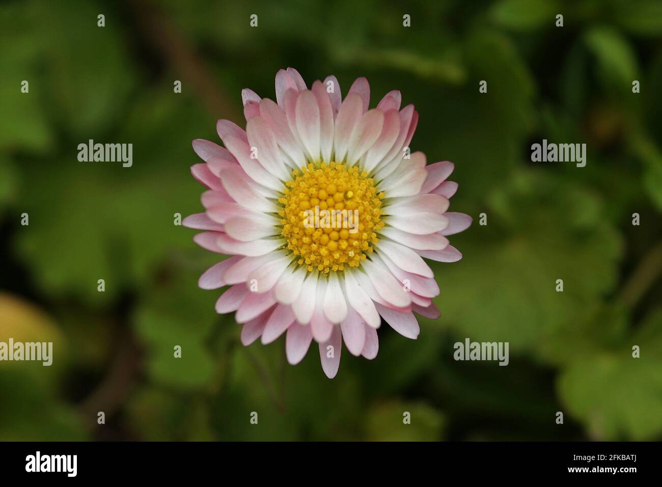 Margarita común, margarita de césped, margarita inglesa (Bellis perennis), cabeza de flor, Austria Foto de stock