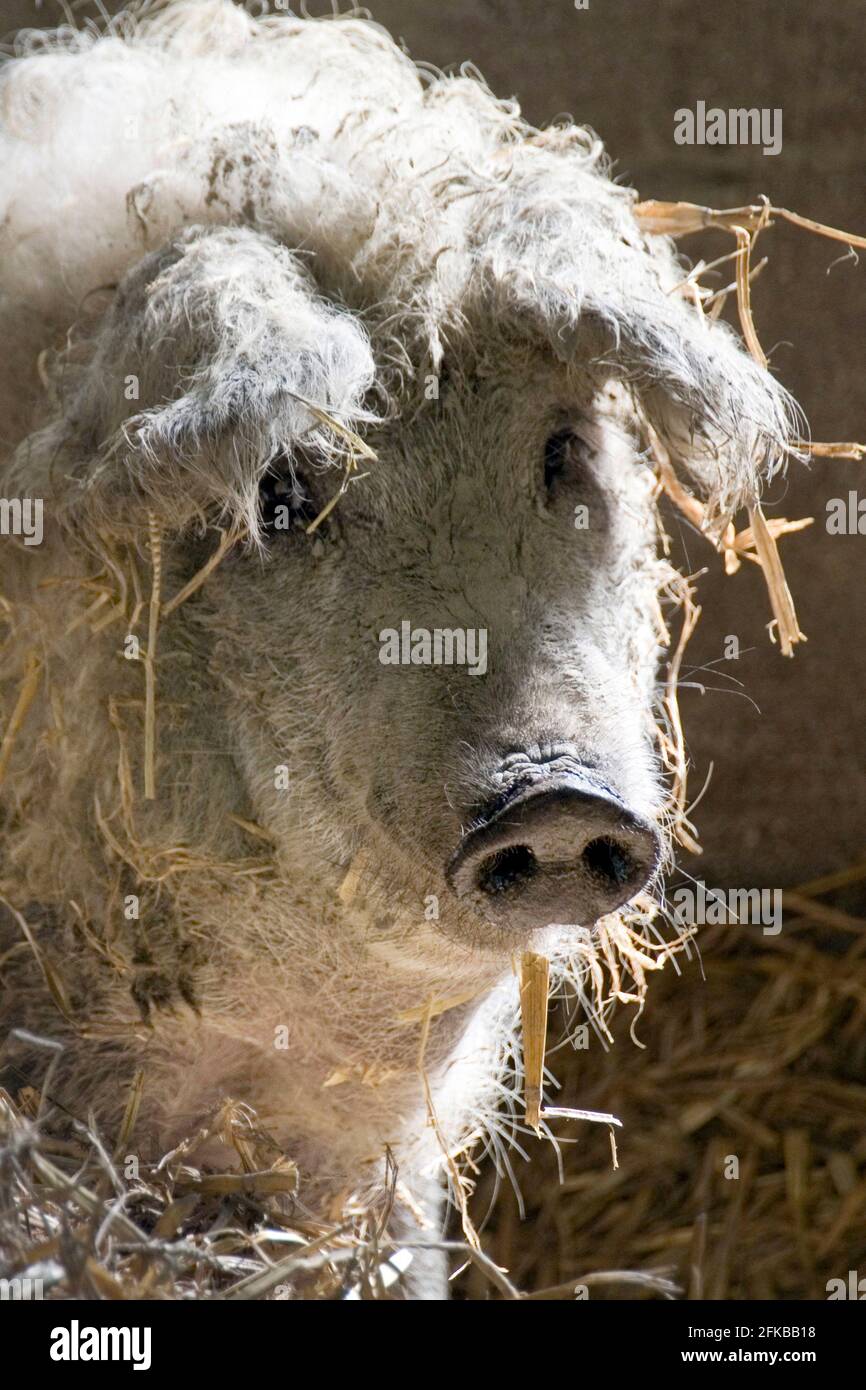 Cerdo mangalica cerdos mangalica fotografías e imágenes de alta