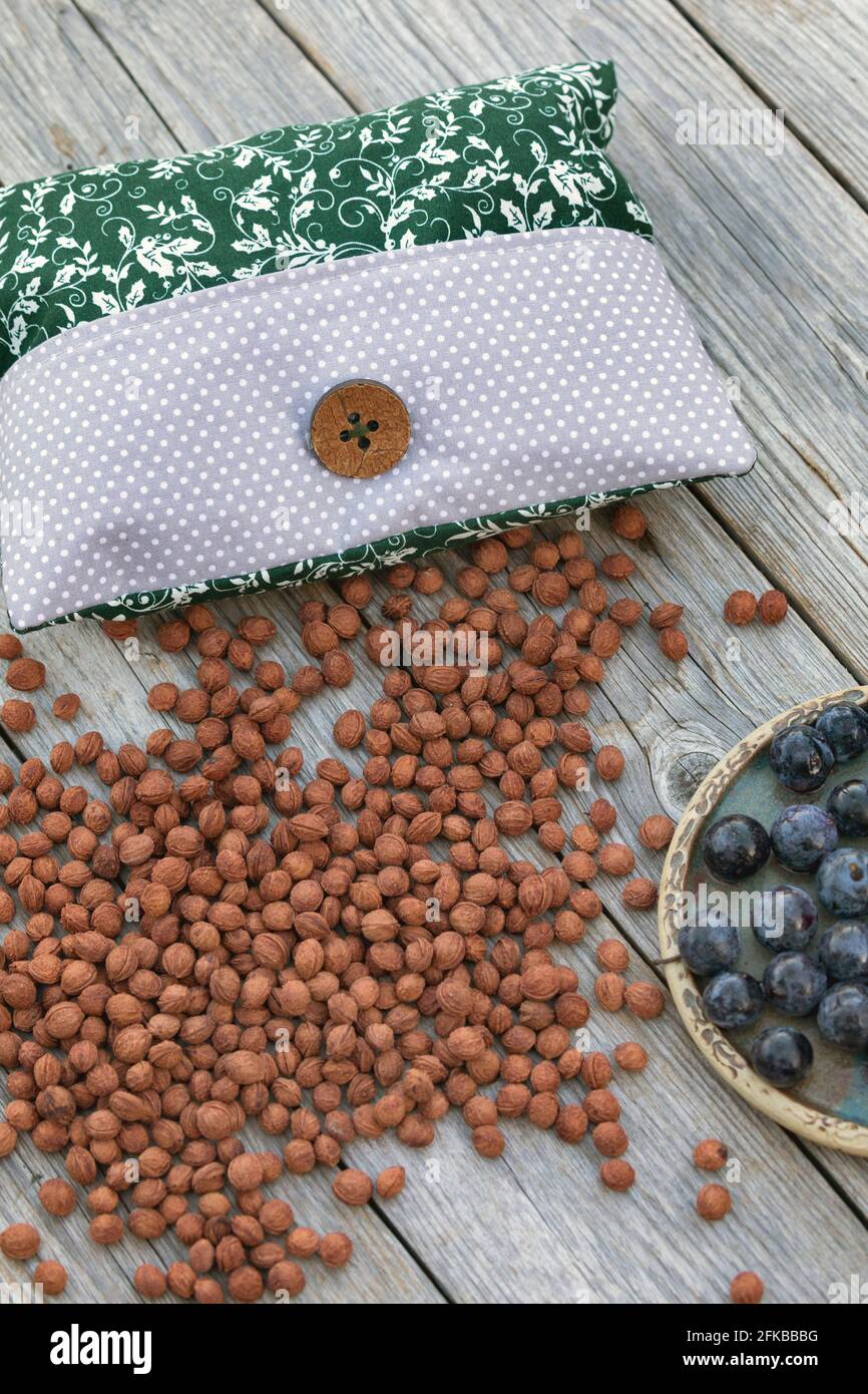 blackthorn, sloe (Prunus spinosa), sloe kernel pillow, sloe kernels se ponen en una funda de almohada, y si es necesario, esta almohadilla de calor se calienta en el horno Foto de stock