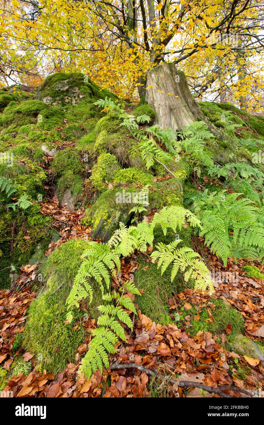 Bosque en el Distrito de los Lagos, Reino Unido, Inglaterra, Windermere Foto de stock