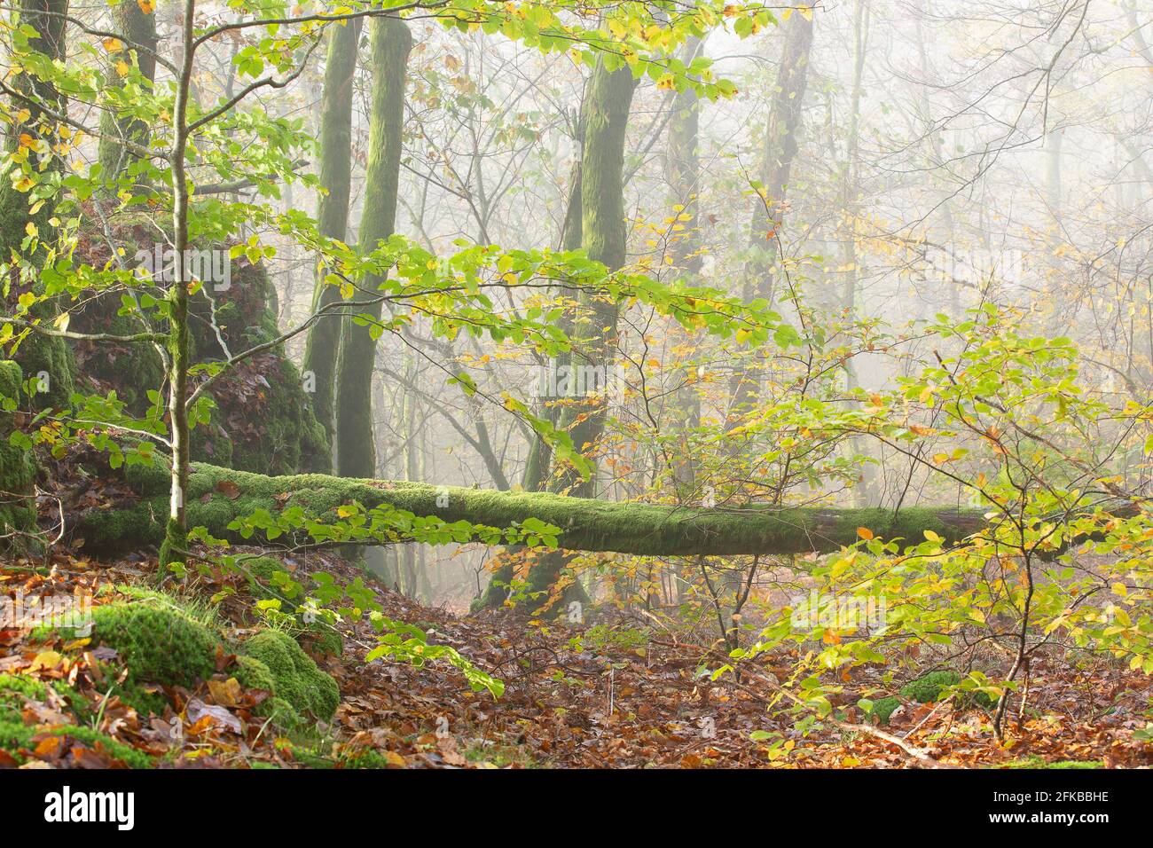 Niebla en bosque mixto en Cugnon, Bélgica, Ardenas, Vallei van de Semois Foto de stock