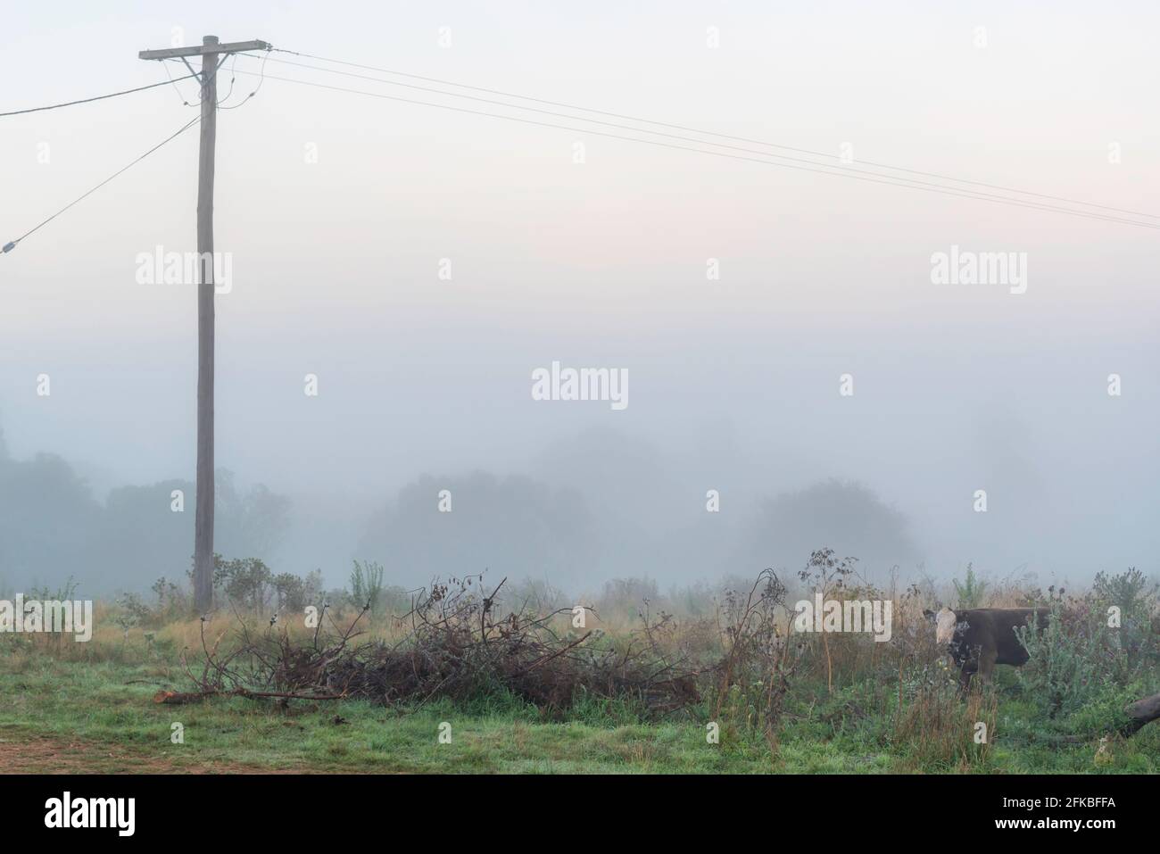 Una vaca en una granja en Australia en la niebla de la mañana temprano. Ganado vacuno en niebla Foto de stock