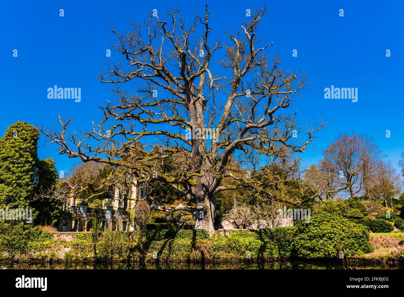 Gran árbol antiguo junto al lago en los terrenos del Castillo Scotney en Kent, Reino Unido Foto de stock
