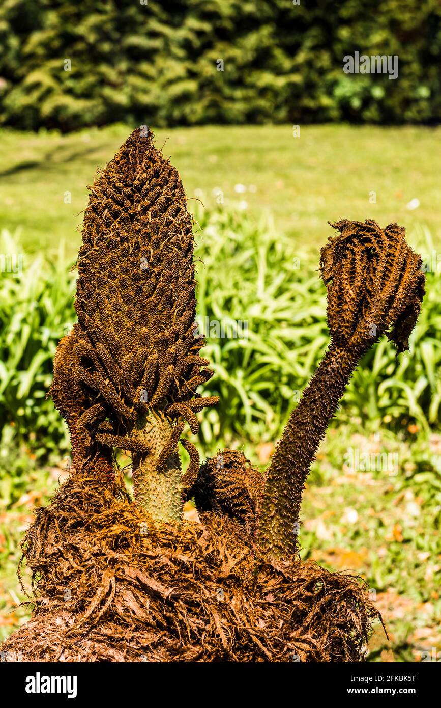 Brotes de primavera de una manicata Gunnera en el Castillo Scotney en Kent, Reino Unido Foto de stock