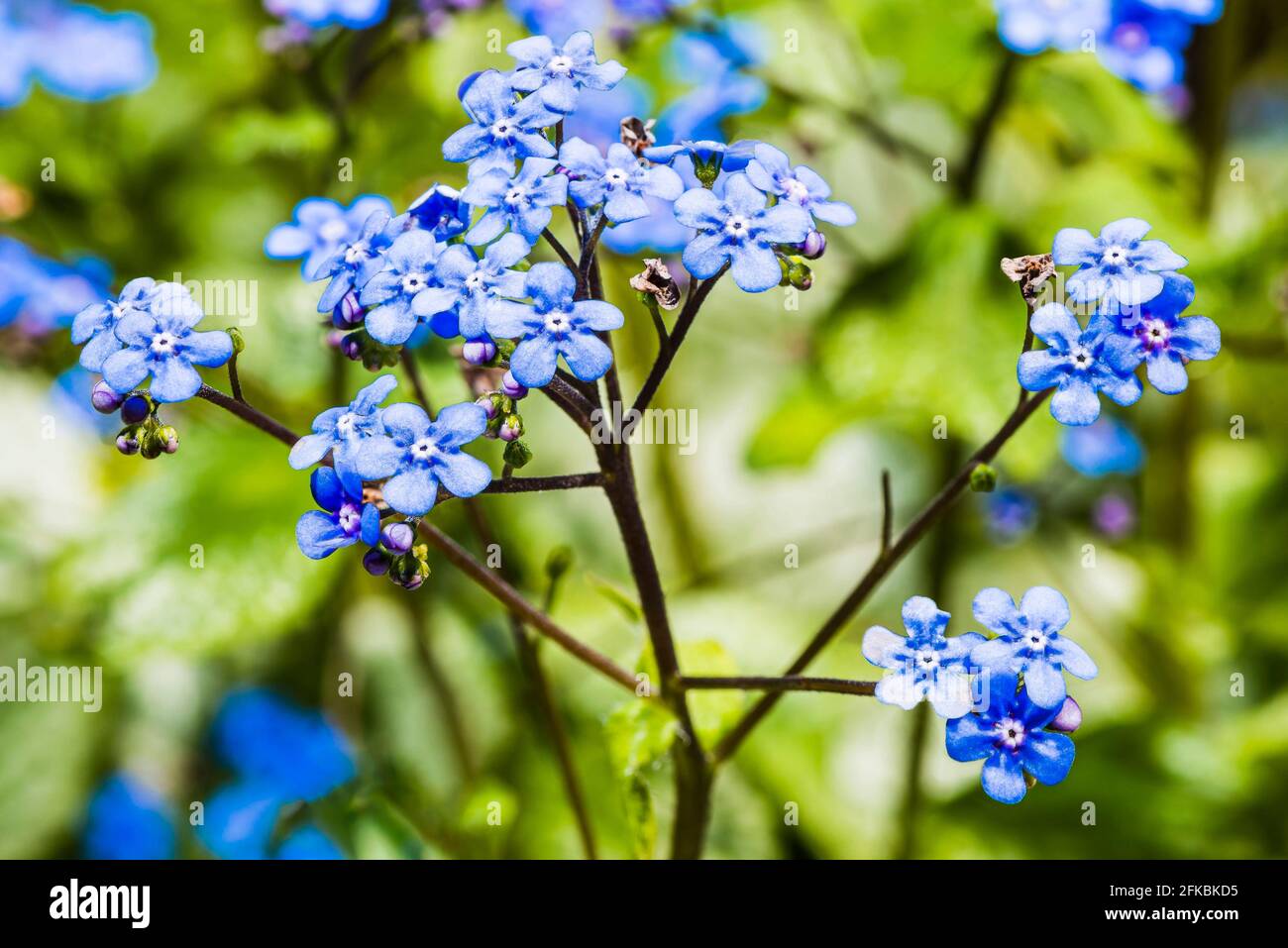 Primer plano de una flor azul (Brunnera macrophylla) en un jardín de primavera del norte de Londres, Londres, Reino Unido Foto de stock