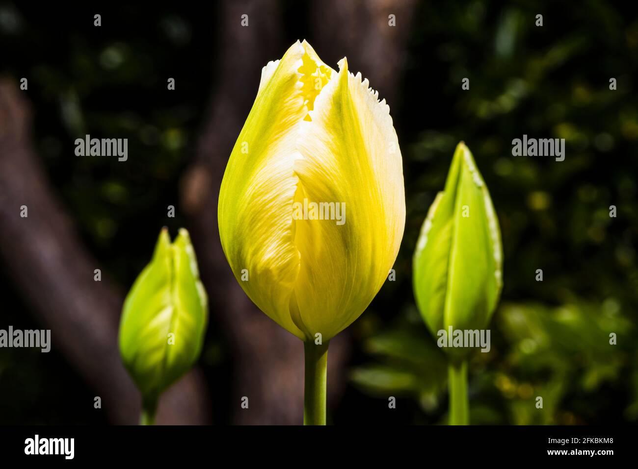 Primer plano de un tulipán amarillo (híbrido Tulipa 'Diamante Rosa') en un jardín de primavera del norte de Londres, Londres, Reino Unido Foto de stock