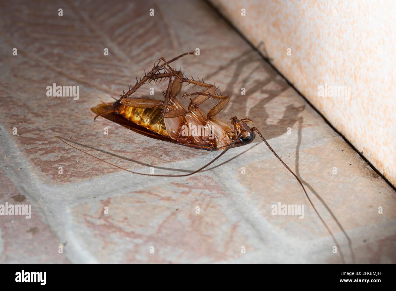 La cucaracha estaba muerta en el suelo del baño de la casa. Foto de stock