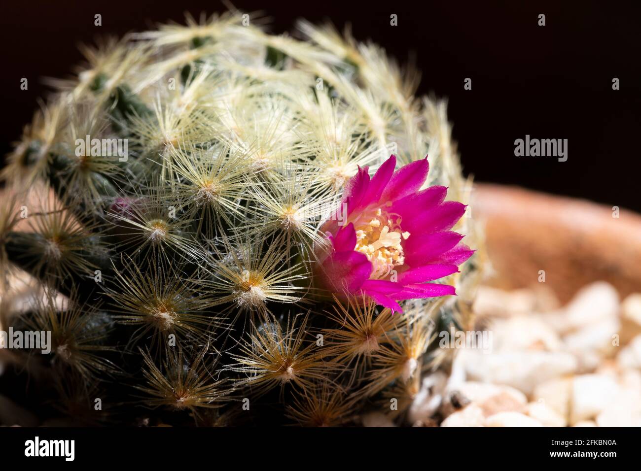 Cerca florece pequeño cactus púrpura en macetas de terracota. Foto de stock