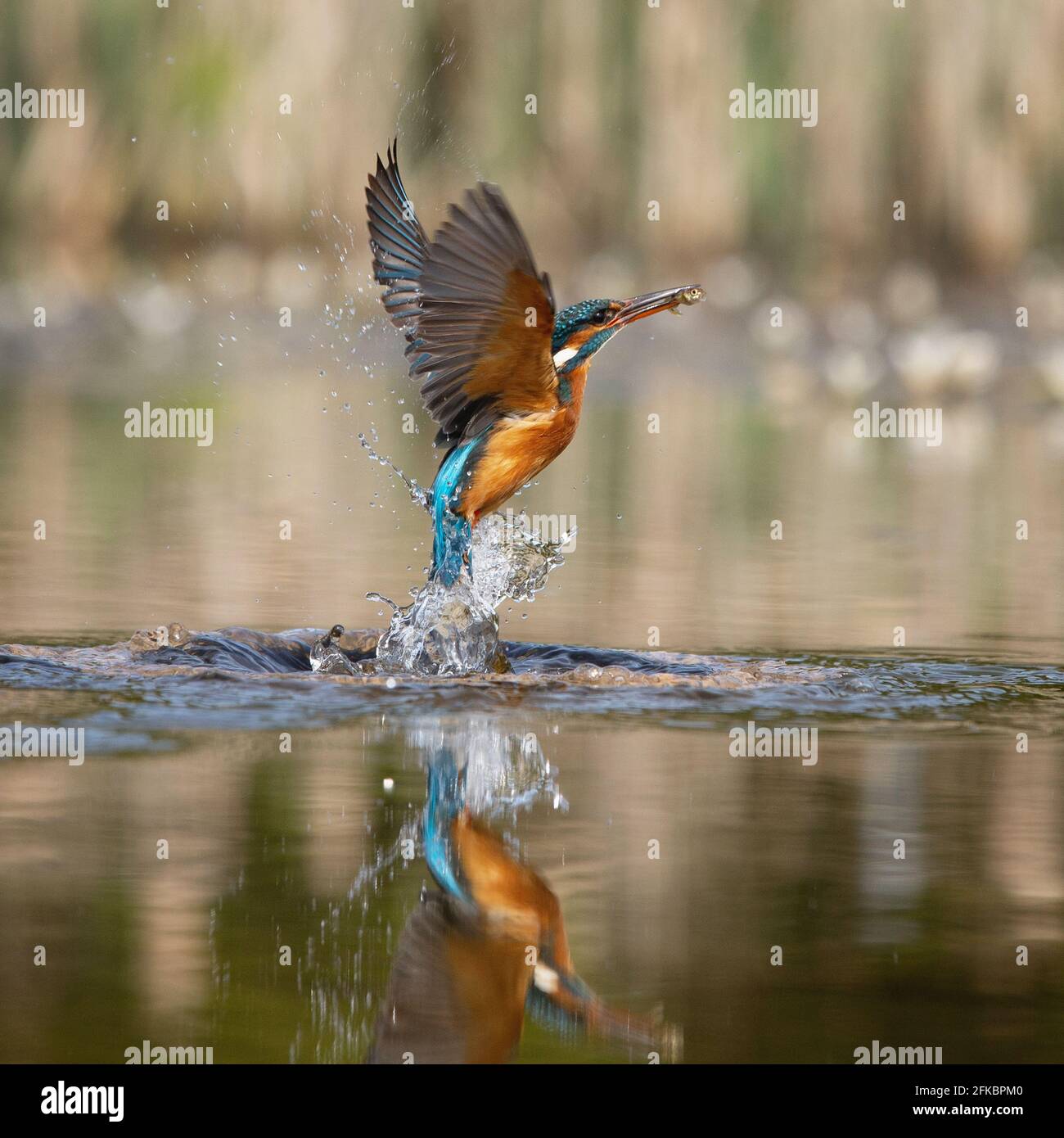 Rey europeo común (alcedo atthis) volando saliendo del agua con peces en pico haciendo un salpicaduras Foto de stock