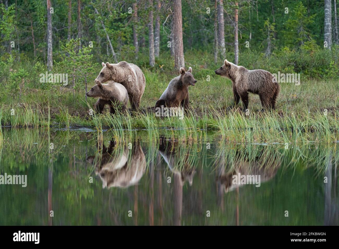 Oso marrón eurasiático (Ursus arctos arctos) y cachorros, Kuhmo, Finlandia, Europa Foto de stock