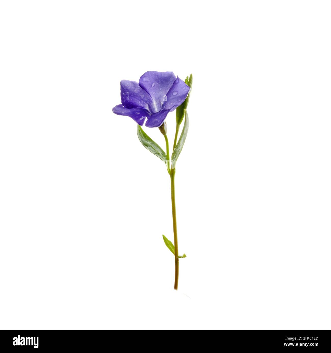 Hermosa flor azul periwinkle con fondo aislado sobre blanco. Flor púrpura. Foto de stock