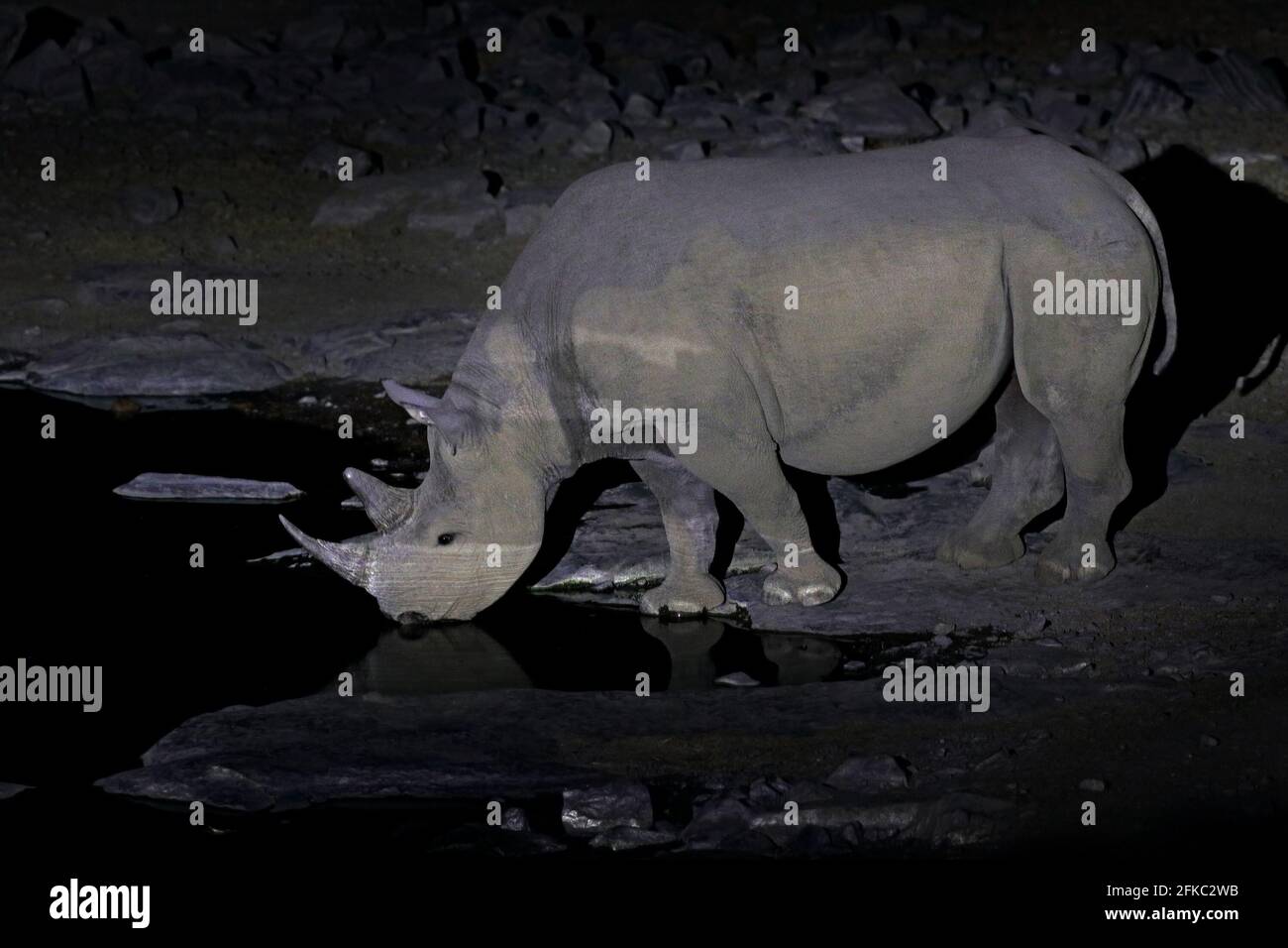 Rinoceronte cerca del agujero de agua, noche en desierto de arena, Parque Nacional Etocha, Namibia, África. Rinocerontes negros o rinocerontes de gancho, Diceros bicornis, en el natu Foto de stock