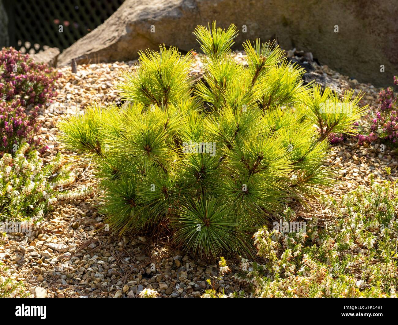 Pino enano Pinus strobus Radiata en un jardín rocoso Foto de stock
