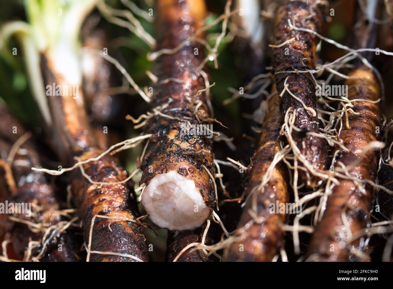 Scorzonera salsify español negro de cerca, raíz de verduras recién cosechadas del jardín de verano y sucio con el suelo Foto de stock