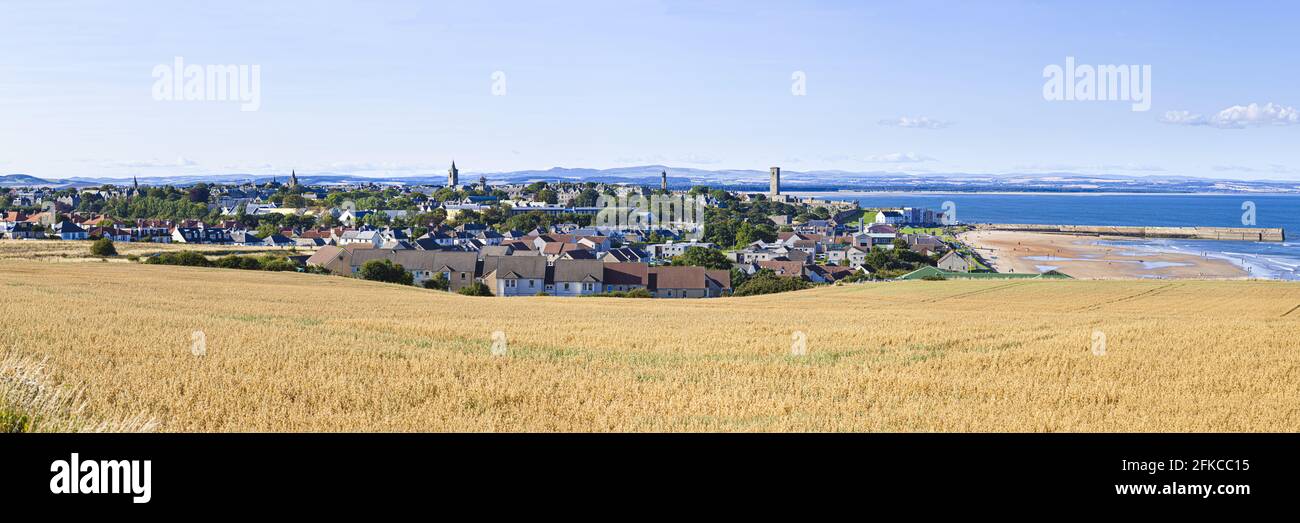 Una vista panorámica de un campo de avena que crece por encima de St Andrews, Fife, Escocia Reino Unido: Esta imagen está hecha de 7 imágenes de alta resolución perfectamente unidas Foto de stock