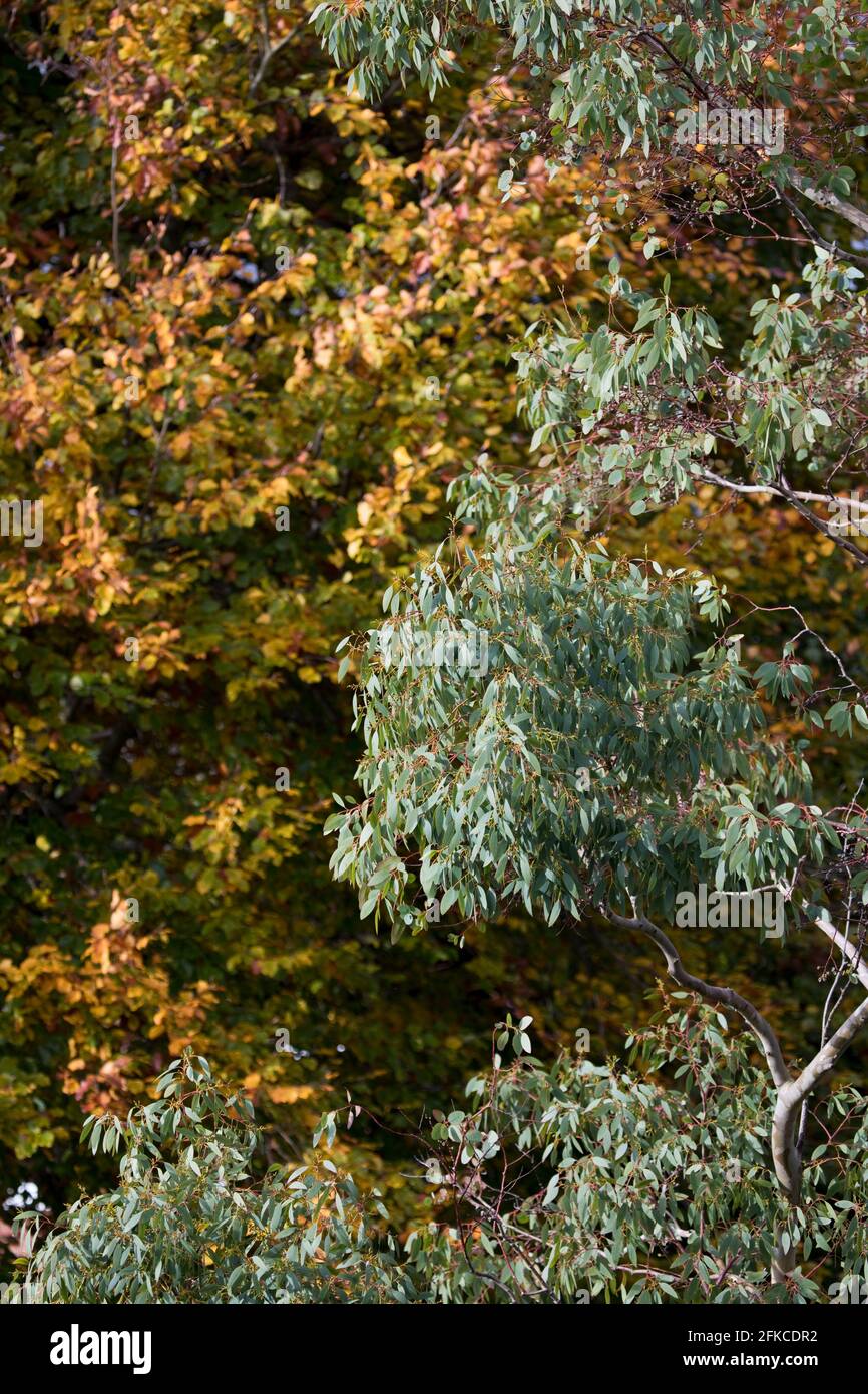 Eucalipto sobre un fondo de árbol decidoso en un jardín en otoño. Inglaterra, Reino Unido Foto de stock