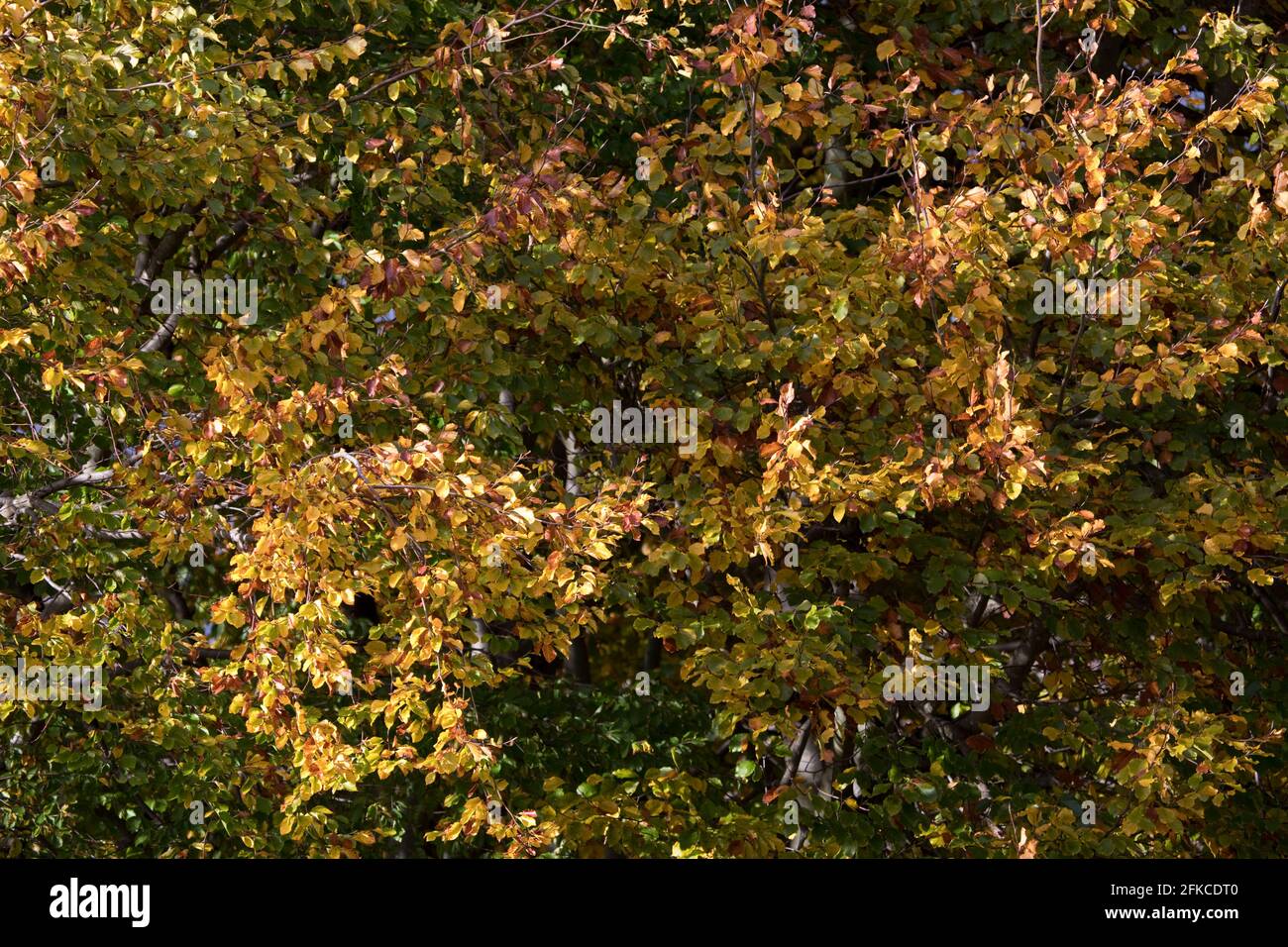 Fondo de haya en un jardín en otoño. Inglaterra, Reino Unido Foto de stock