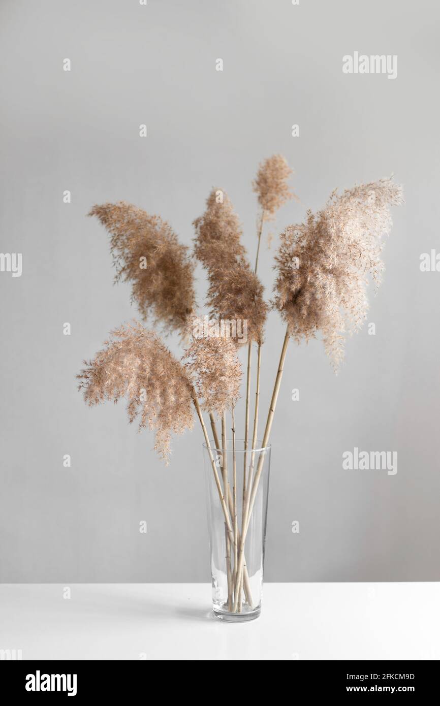 Pampas en un jarrón de cristal cerca de la pared gris. Decoración moderna  de flores secas Fotografía de stock - Alamy