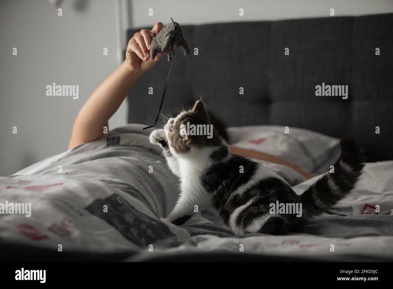 Portugal, Lisboa, Mujer jugando con gatito en la cama Foto de stock