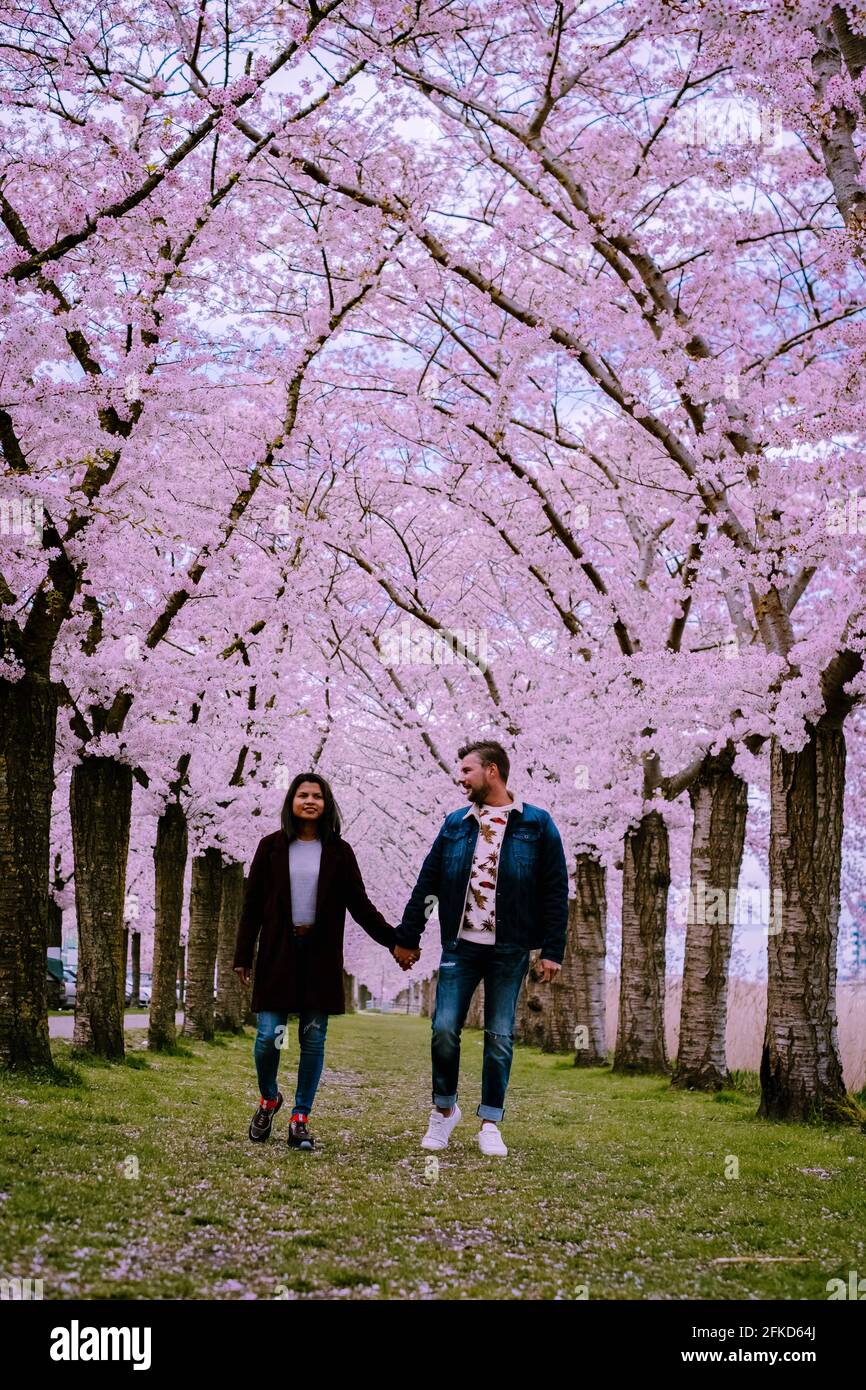 Hermosos Árboles De Cerezo Flor Plena Floración En La Primavera Temprana De  Primavera. Flor Rosa Sakura Sakura En El Jardín Japonés Con La Hierba Verde  . Fotos, retratos, imágenes y fotografía de